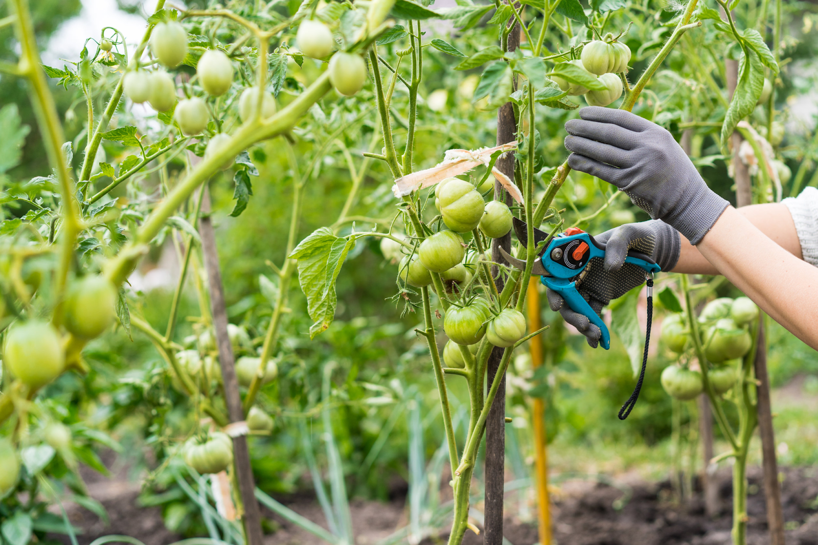 Indeterminate tomatoes