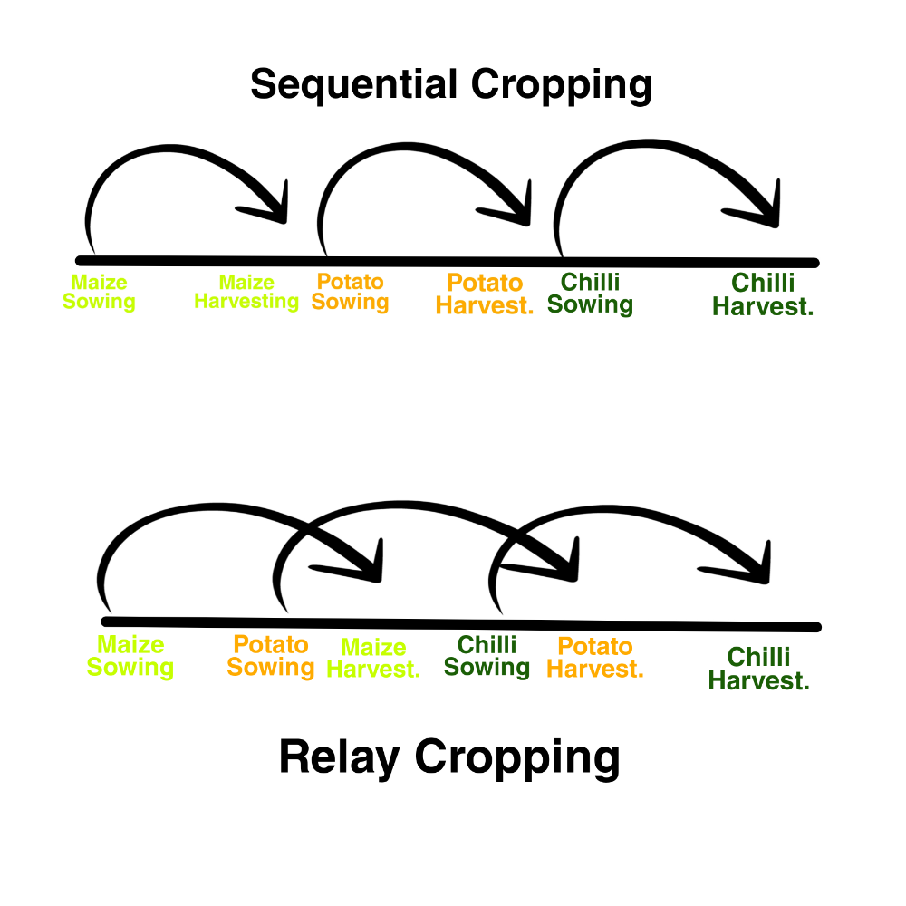 Sequential vs Relay Cropping