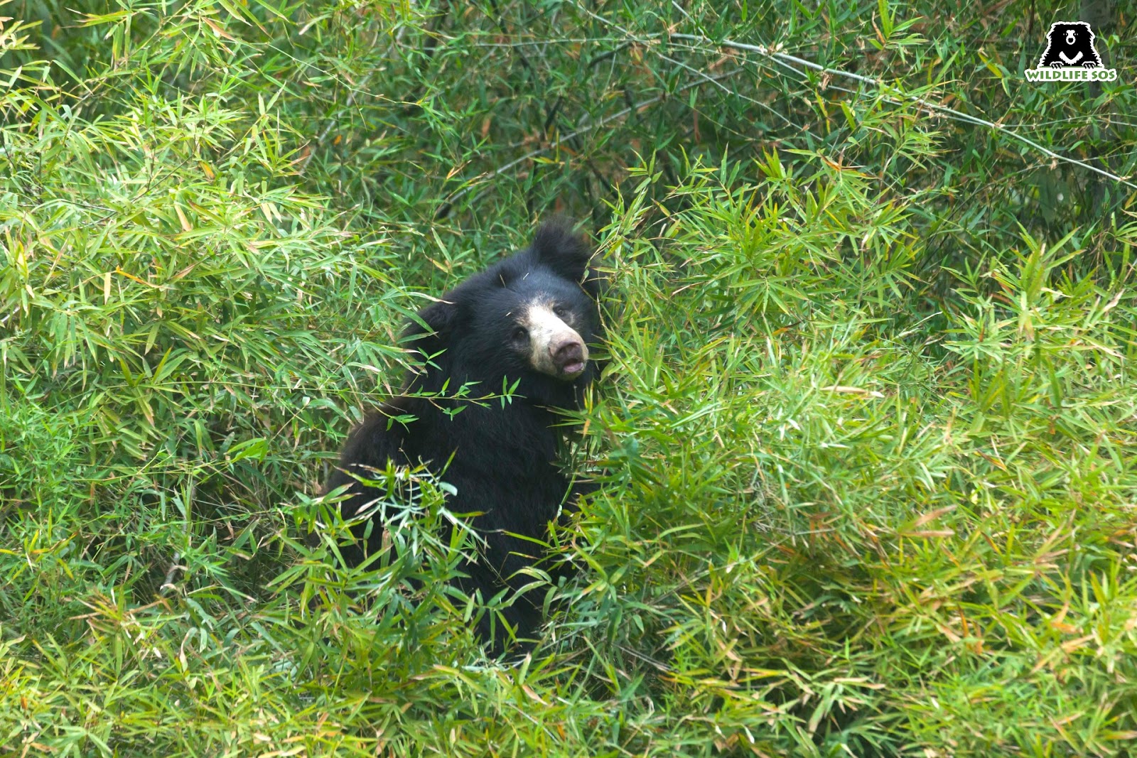 sloth bear