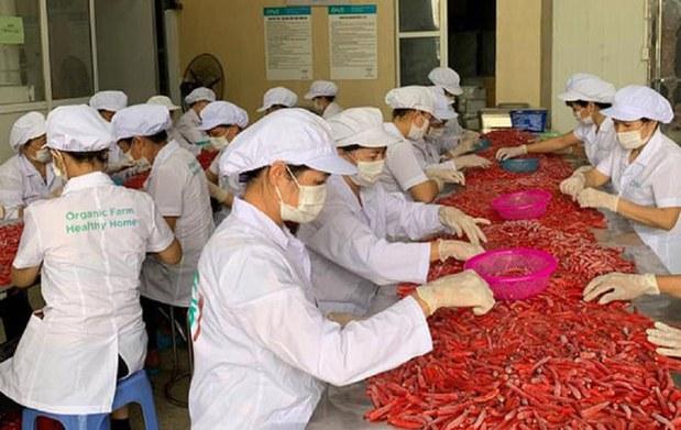 Hàn Quốc lại thu hồi sản phẩm ớt VN do dư lượng thuốc trừ sâu vượt chuẩn