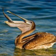 Brown Pelican (Pelecanus occidentalis) | about animals