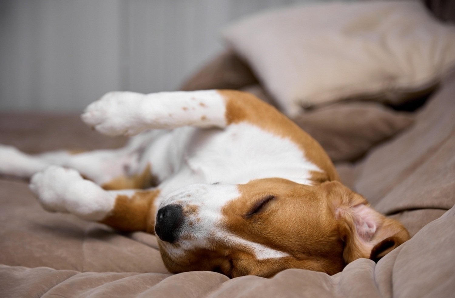 When To Euthanize A Dog With Liver Failure 3 nxmMBo0nf4ZqGyySv gW9Ul