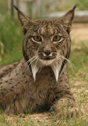 Iberian lynx | Cats | Know Your Meme