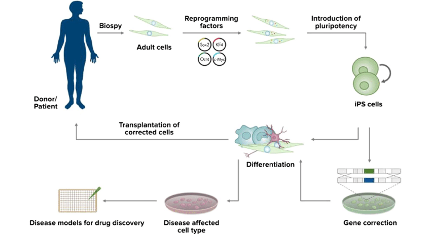 C:\Users\Admin\Desktop\Derivation-and-application-of-iPSCs.png