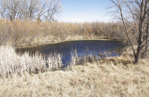 A picture of Middle Spring in near Elkhart in Morton County Kansas.