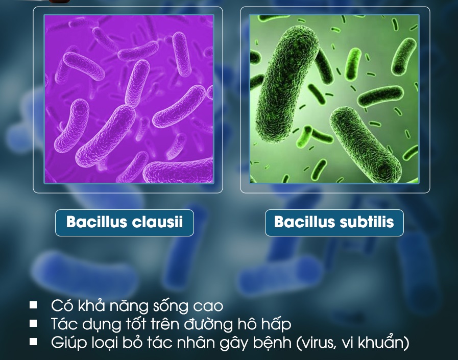 Bacillus clausii, Bacillus subtilis được bào chế dưới dạng vi nang sẽ sống lâu hơn và đem lại hiệu quả cao hơn