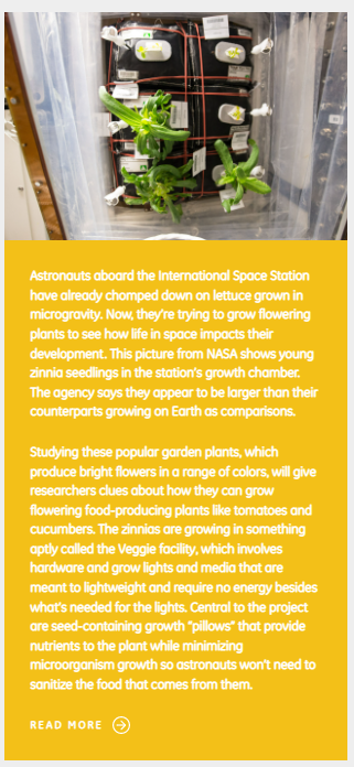 A picture of lettuces in space, packed into plastic containers as they grow. 

The text below is in white, on a yellow background. 

"Astronauts aboard the International Space Station have already chomped down on lettuce grown in microgravity. Now, they’re trying to grow flowering plants to see how life in space impacts their development. This picture from NASA shows young zinnia seedlings in the station’s growth chamber. The agency says they appear to be larger than their counterparts growing on Earth as comparisons. 

Studying these popular garden plants, which produce bright flowers in a range of colors, will give researchers clues about how they can grow flowering food-producing plants like tomatoes and cucumbers. The zinnias are growing in something aptly called the Veggie facility, which involves hardware and grow lights and media that are meant to lightweight and require no energy besides what’s needed for the lights. Central to the project are seed-containing growth “pillows” that provide nutrients to the plant while minimizing microorganism growth so astronauts won’t need to sanitize the food that comes from them."

READ MORE (arrow pointing to the right)