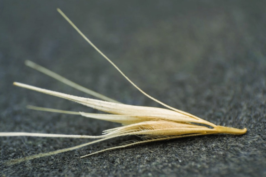 Identifying Foxtail Grass