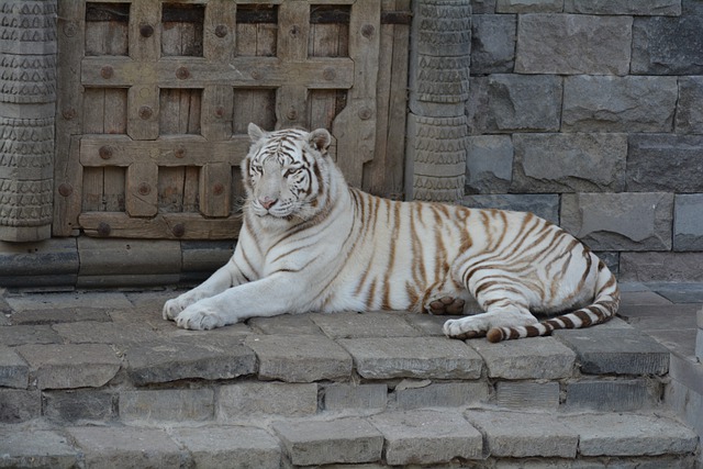 Tiger in hindi