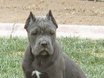 [Meilleure collection] bleu bébé cane corso 349499