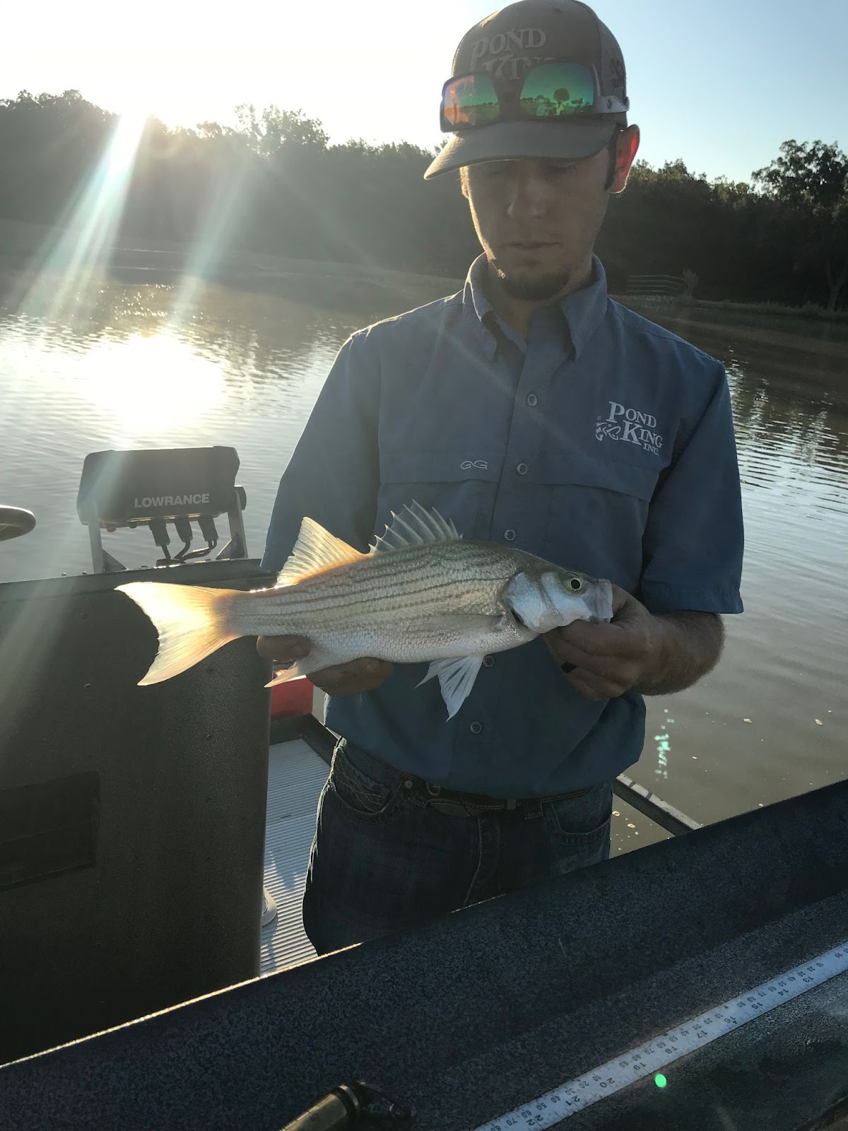 man holding hybrid striper