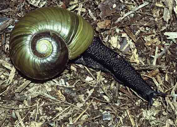 Image result for Kauri snail
