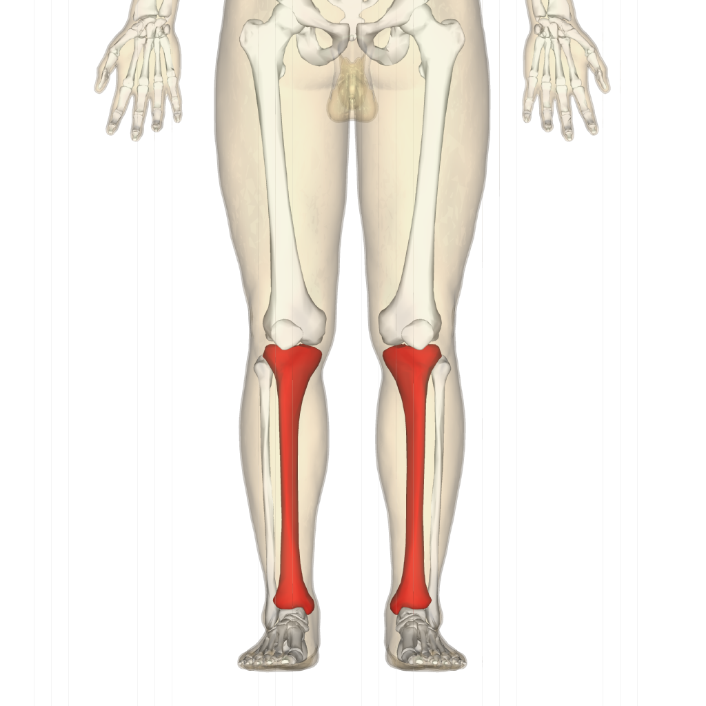 Tibia - frontal view.png