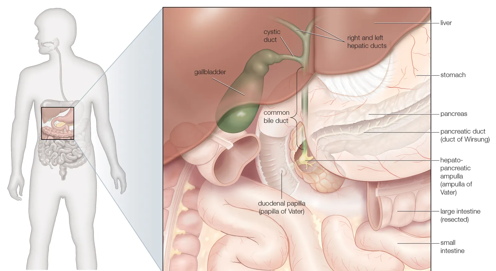 Gallbladder anatomy