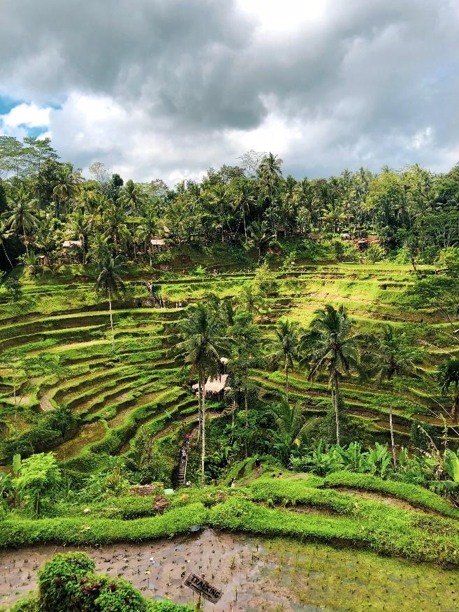 The Tegalalang Rice Terraces