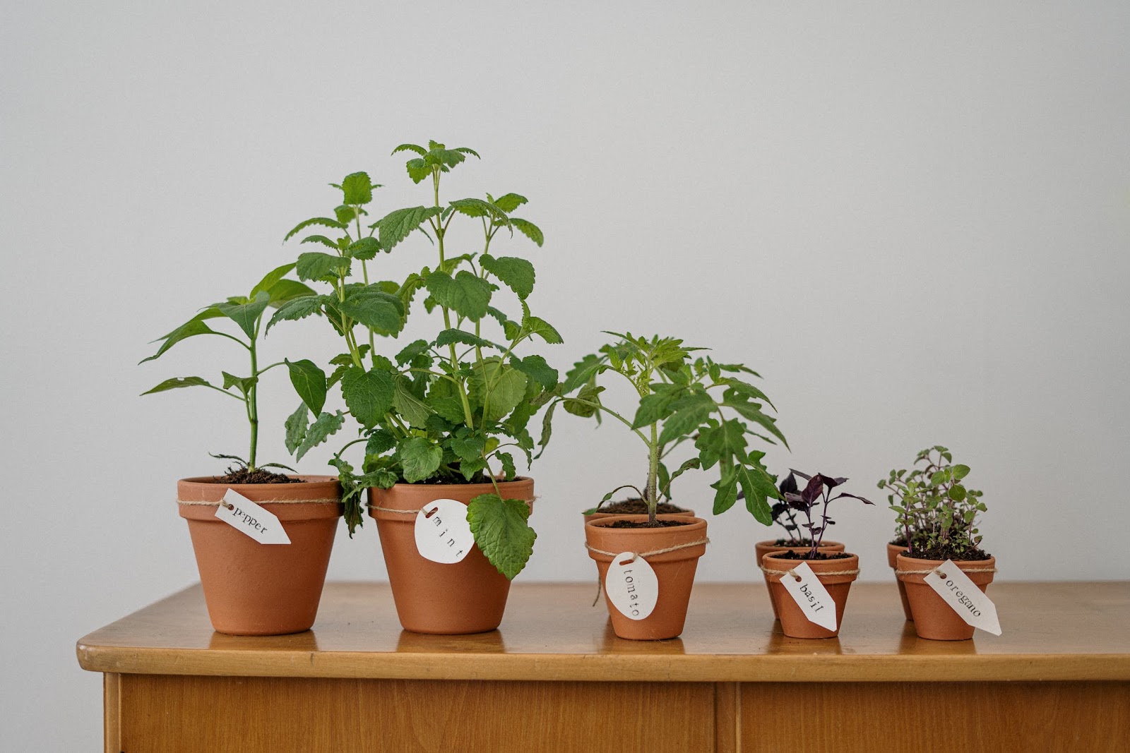 Plans of varying sizes in pots on a table