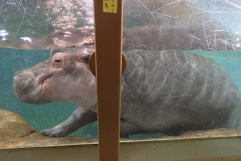 旭山動物園：かば館