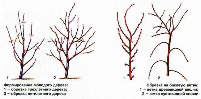 Формирование молодого дерева. Обрезка на боковую ветвь