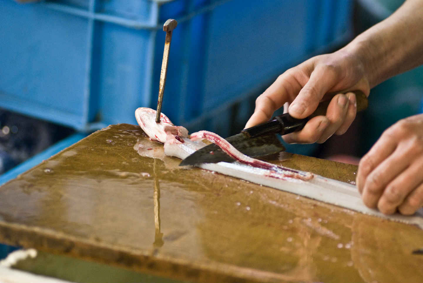 Japanese knife for lifting eel fillets