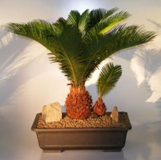 which bonsai trees are safe for cats: