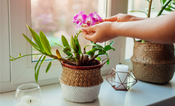 A flowering plant and candles on a living room window sill