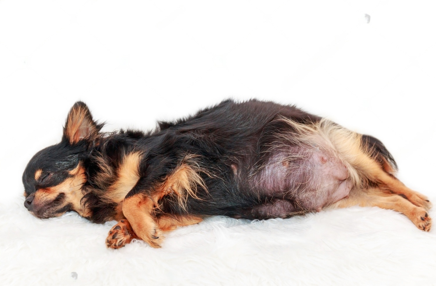 How long is a dog pregnant? Everything you need to know about canine gestation periods 6 oElGajAQaa0FUPt0KdXEgzIUFRYhLXSc6hsmsZPewjfgTr0fz0OPQ iUKKq66QdbKOdZ4ErSZ H8tPYL27ox9g7 isDKTKQUiYmHzwCUSmMf7wudVuMEeYN JfVG 1igeL722AUEC9PIkCndeZjQaXE