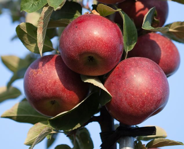 Ready For Winter: 7 Apples & 9 Desserts
