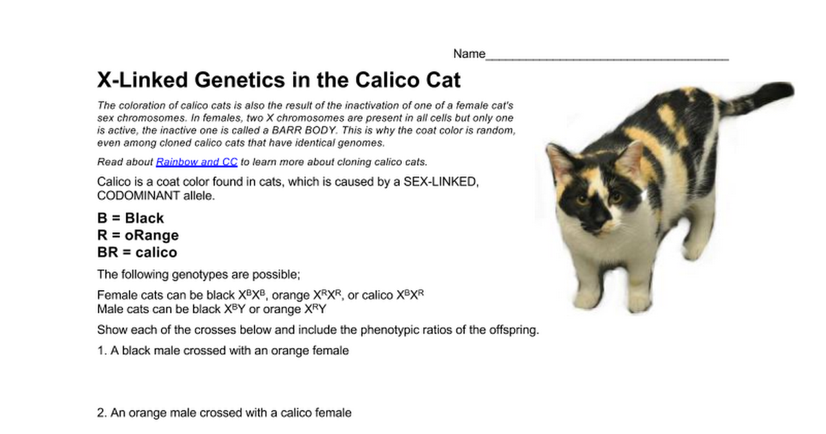 Calico Cat Genetics Worksheet Answers