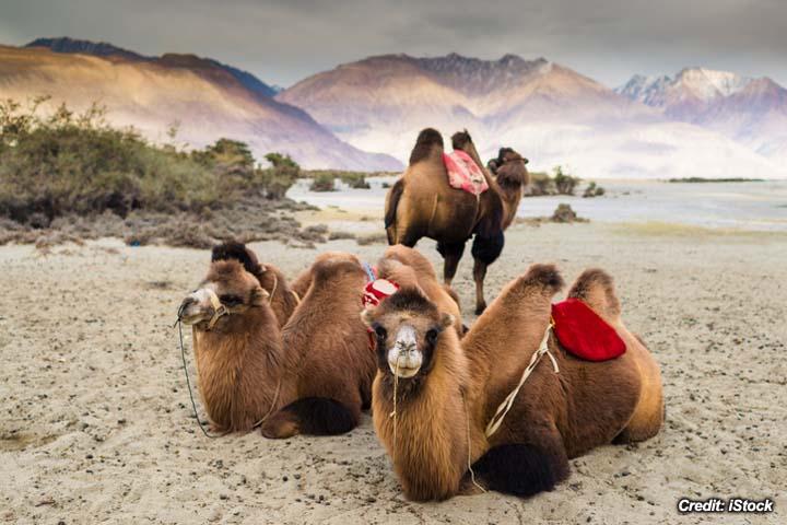 Hypothermia and Hyperthermia in Bactrian Camels 1.jpg
