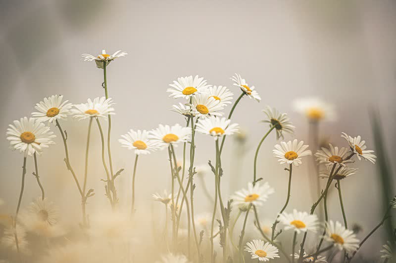 wildflower daisies