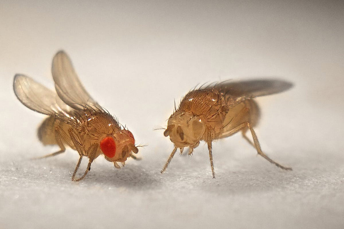 Các lưu ý để ngăn ngừa ruồi giấm trong nhà vệ sinh
