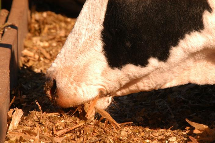 Vaca comendo feno

Descrição gerada automaticamente com confiança baixa