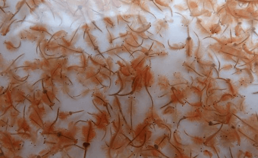 Artemia chứa huyết sắc tố giúp tăng màu cho cá bảy màu