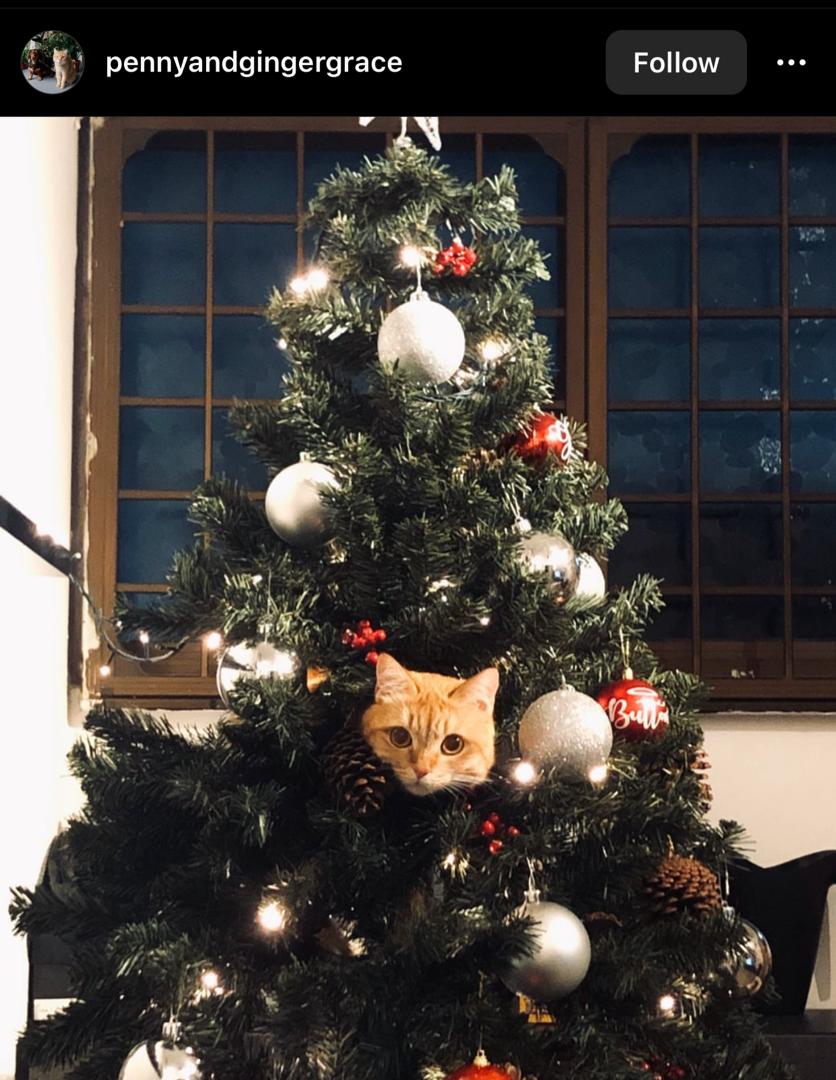 how to keep cats out of christmas tree