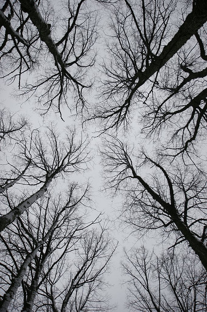 Bare Trees