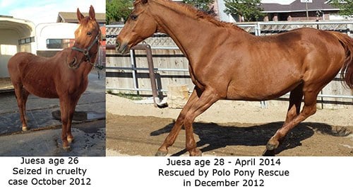 polo pony rescue