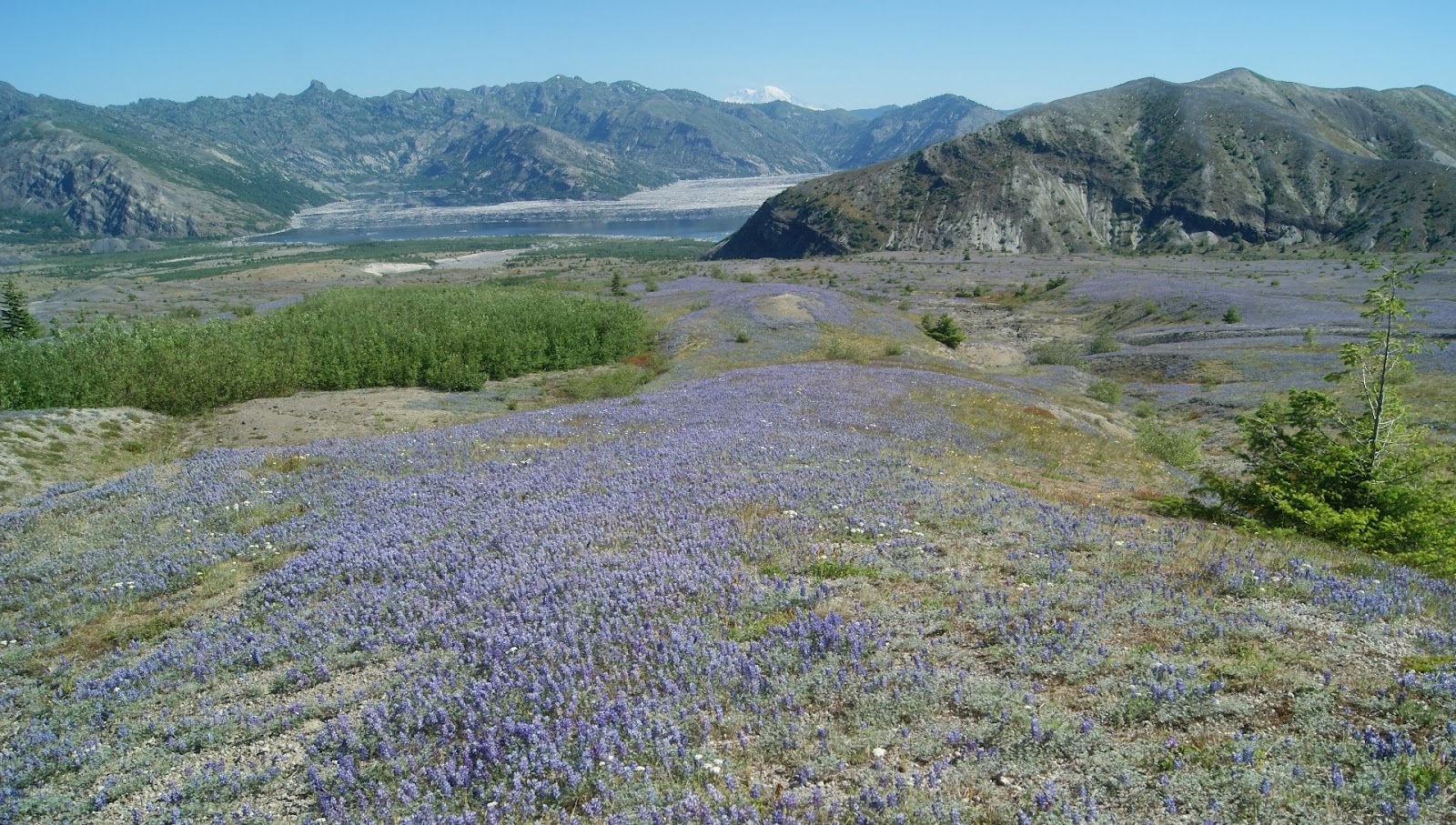 Lupine flower blanket and Spirit Lake