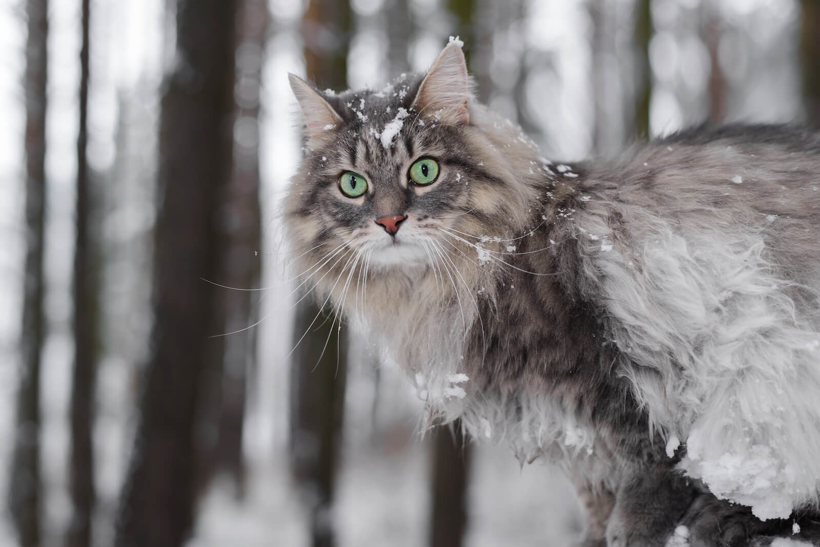 Grey fluffy hotsell cat breeds