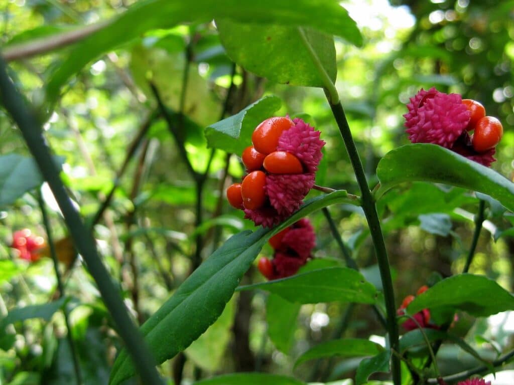 วิธีปลูกและดูแล American Strawberry Bush (Euonymus americanus) 1