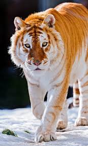 Image result for golden tigers