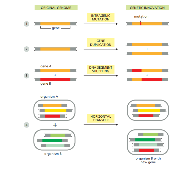 Incorporating genetic information in cells