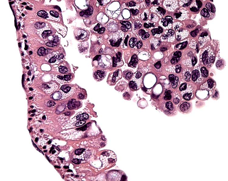 The epithelium of the allantoic membrane and large allantoic vessels