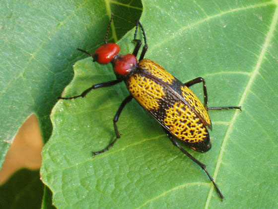 Iron Cross Blister Beetle