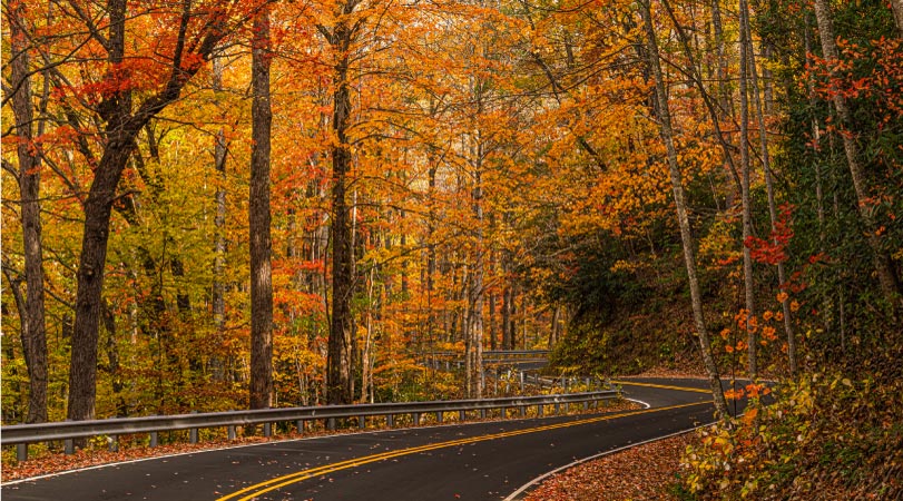 A South Carolina road winds through trees in a forest. It’s autumn and the leaves have begun to fall and are changing colors from green to yellow, orange, and red. 