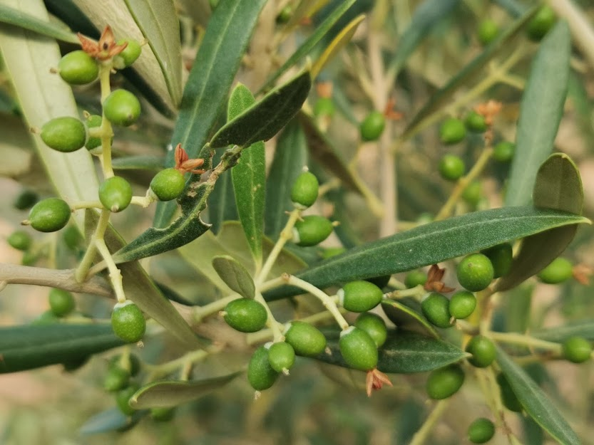 olive tree curdling ESAO