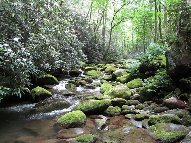 A part of Great Smoky  Mountains National Park is one of the national parks for your next camping trip 