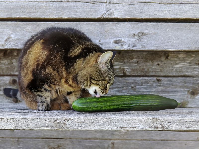 cat-smelling-cucumber
