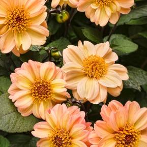 Dahlightful™ Georgia Peach - Dahlia variabilis