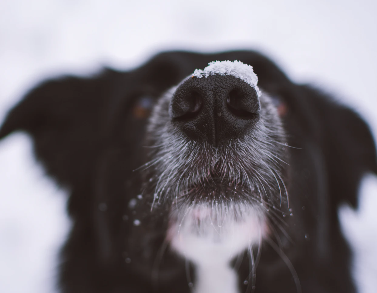 每隻狗狗的鼻紋都是獨一無二的。