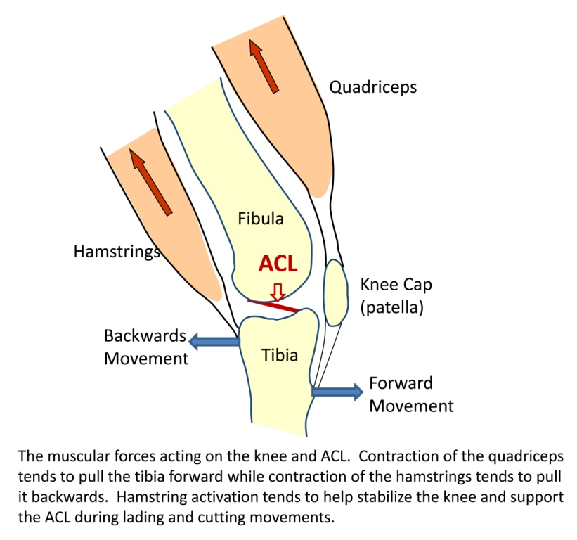 Quadriceps dominance 